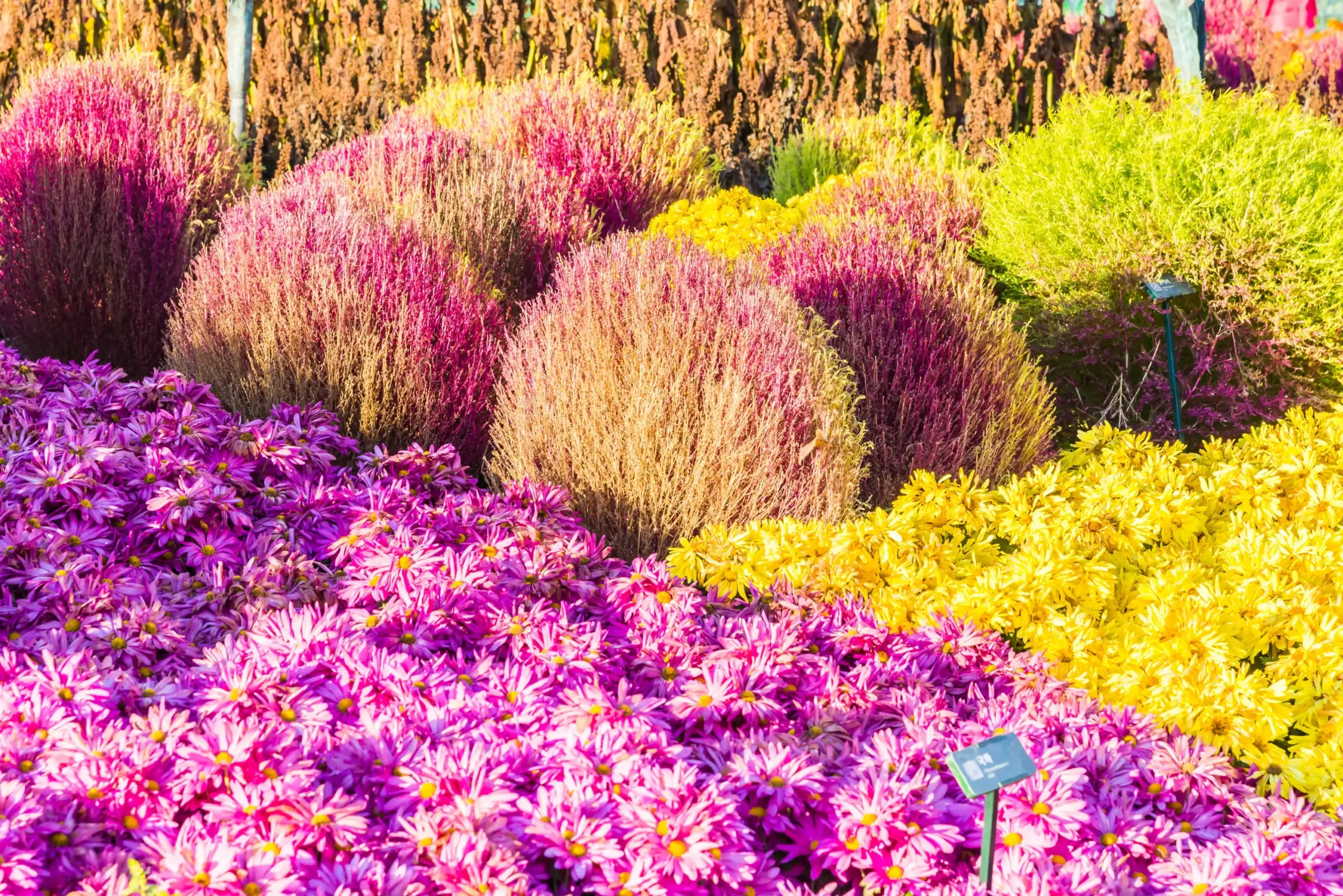 beautiful-garden-flower (Web H)