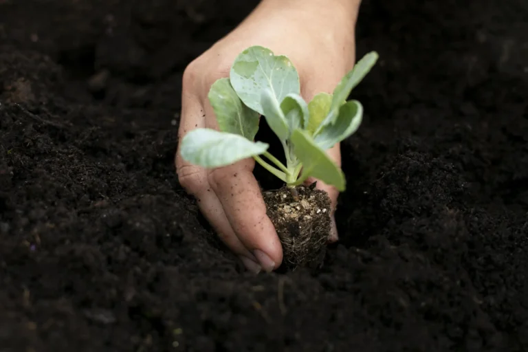 close-up-transplanting-process-plants (Web H)