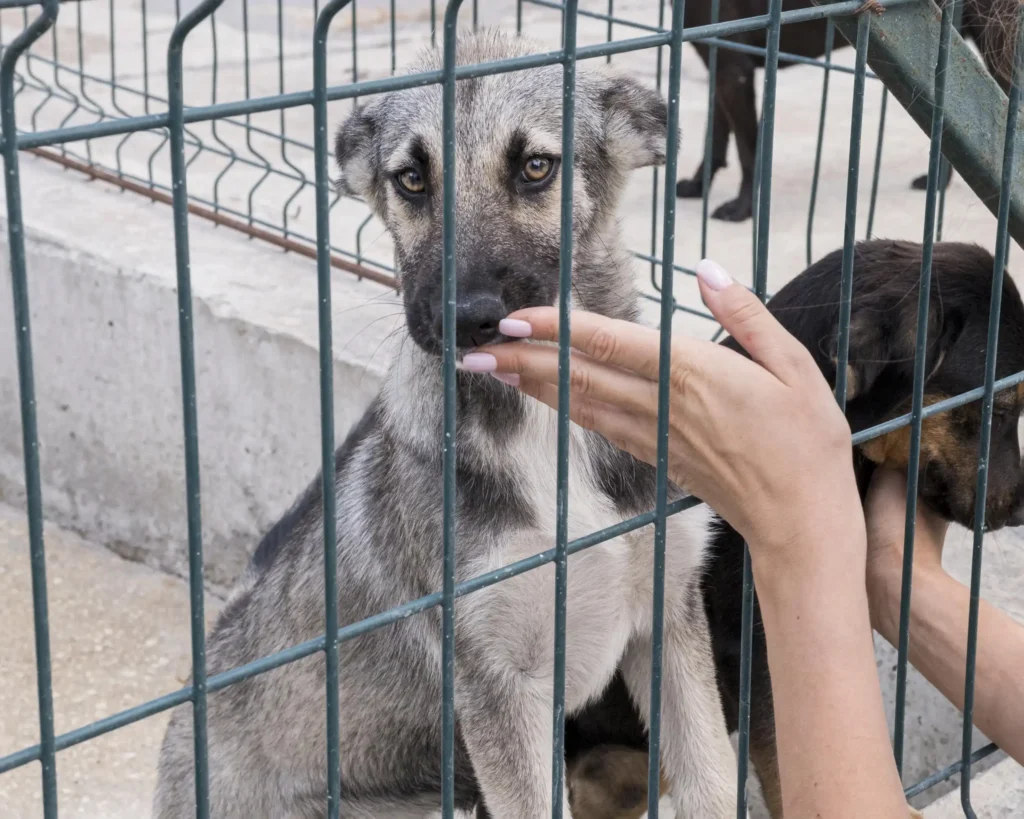 การศึกษาพฤติกรรมสัตว์ (Animal behavior studies)