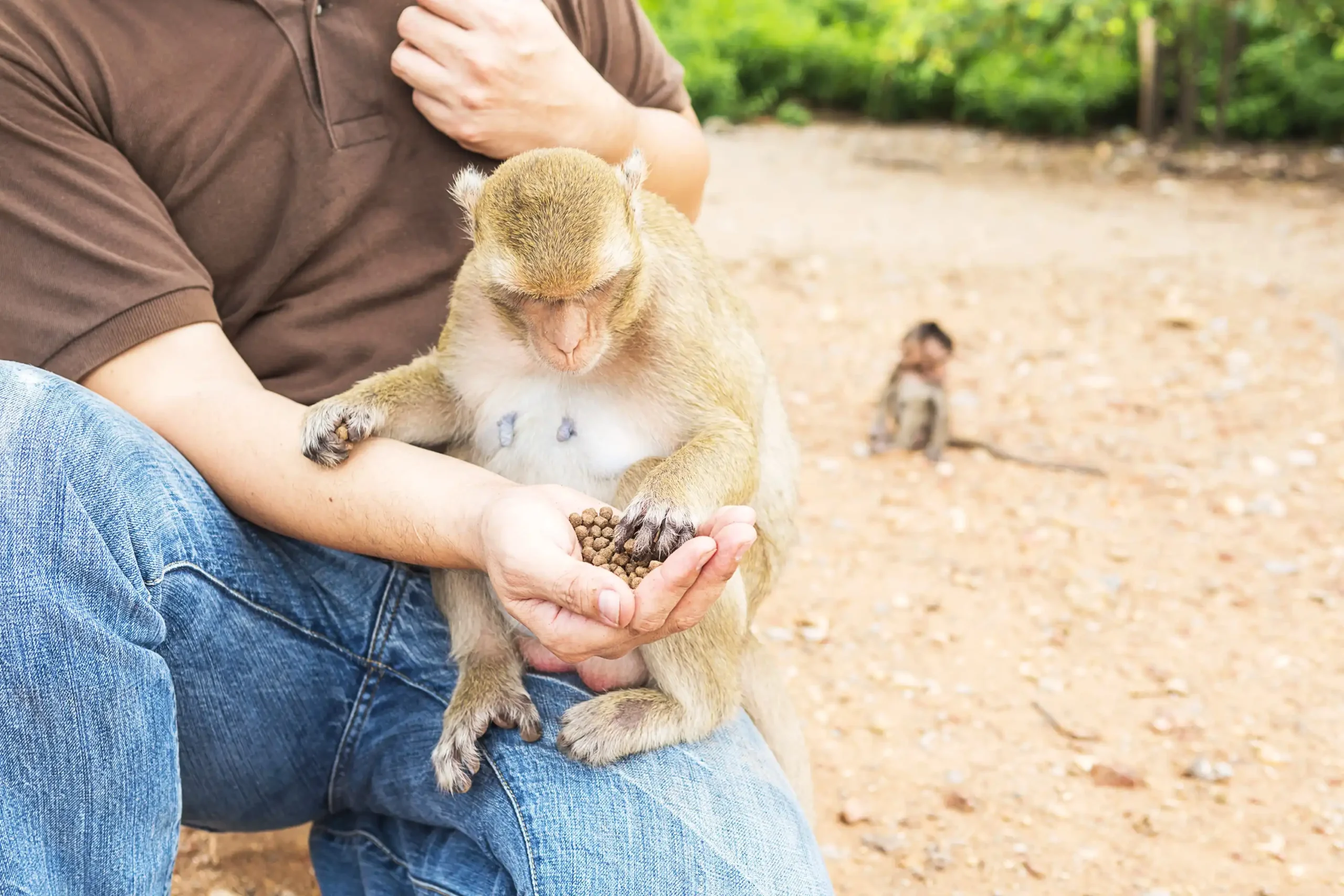 man-was-feeding-monkeys (Web H)