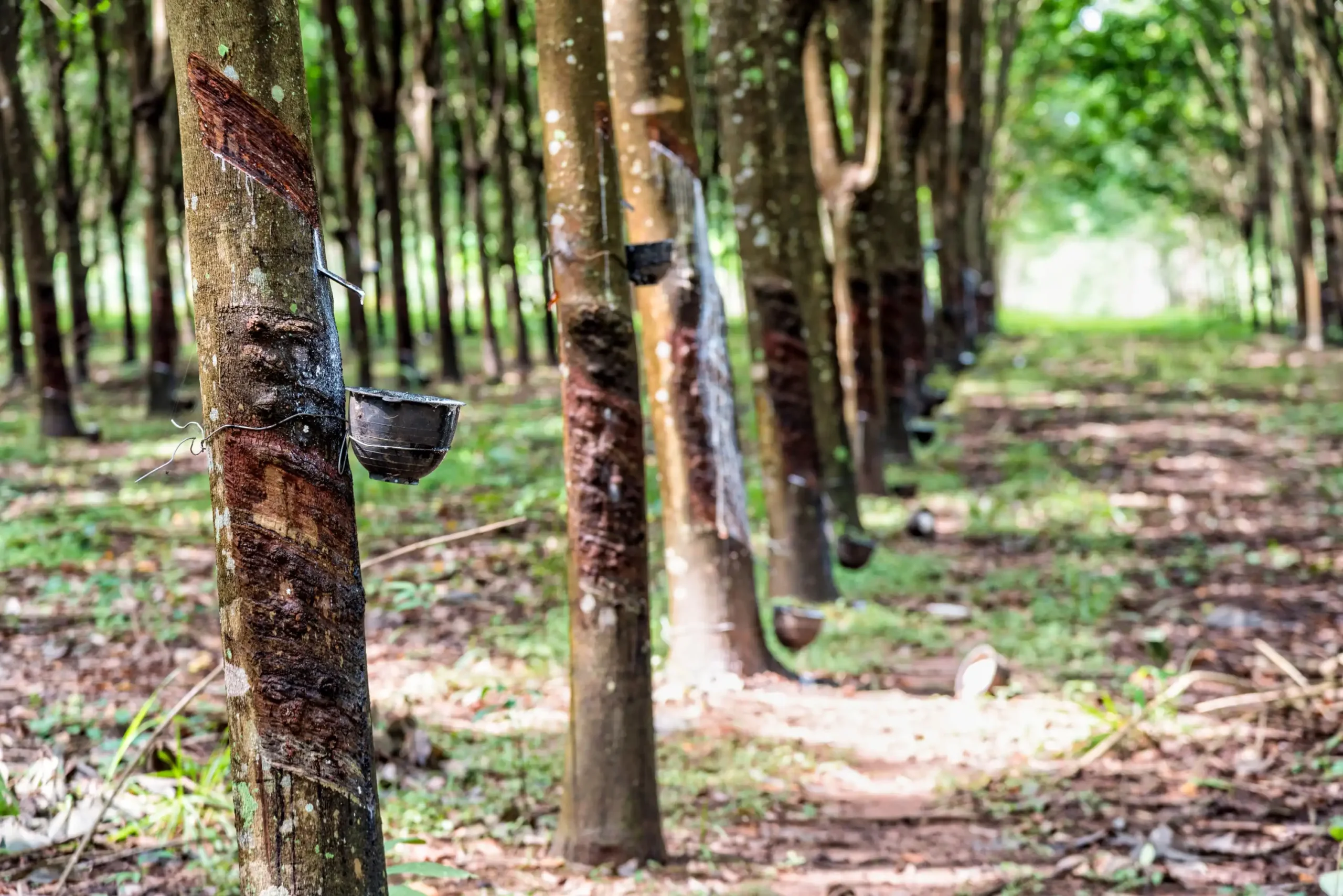 rubber-tree-plantation-2023-11-27-05-13-26-utc (Web H)